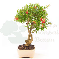 Granatapfel 'Punica granatum'