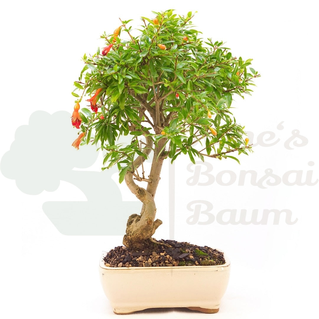 Granatapfel 'Punica granatum'
