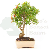 Granatapfel 'Punica granatum'
