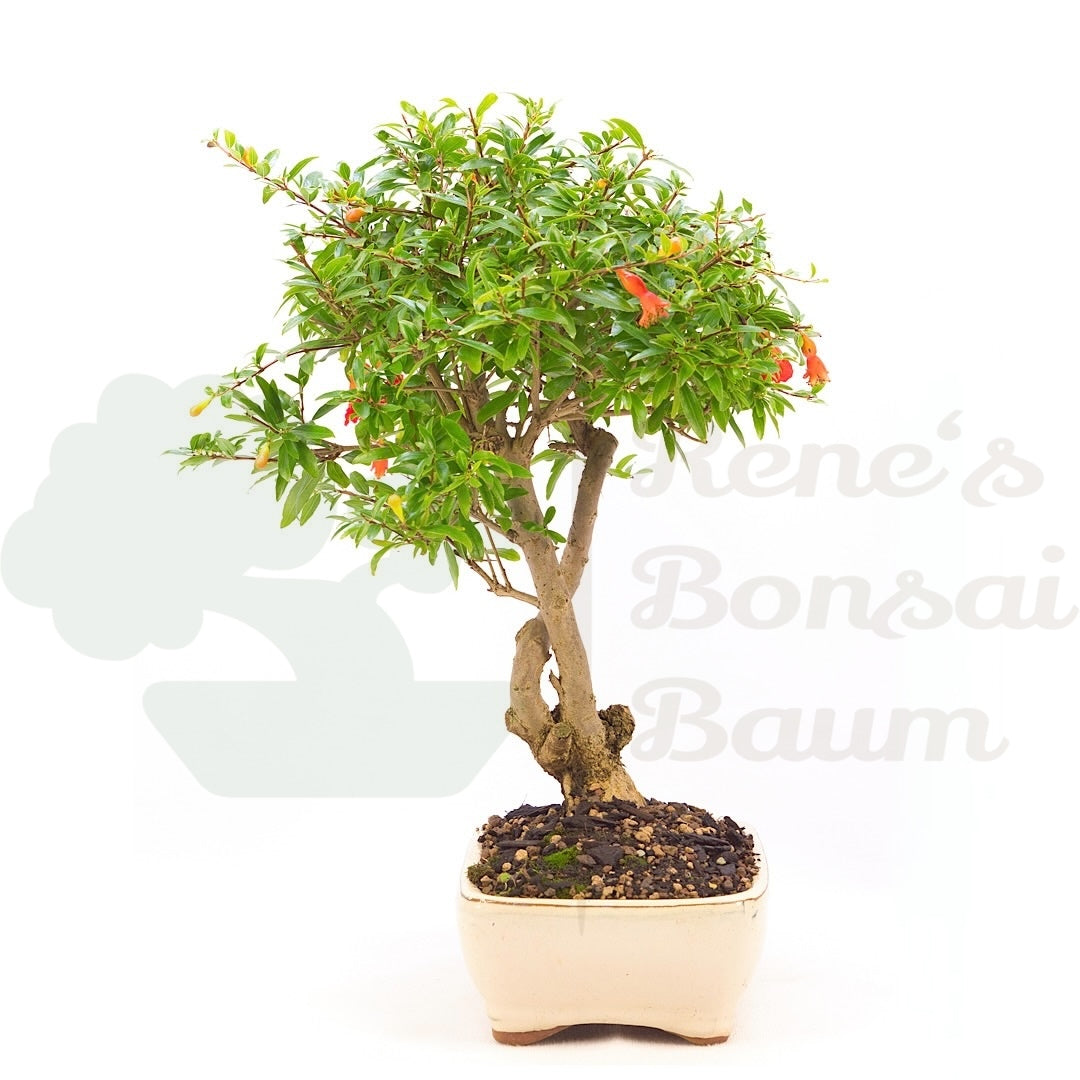 Granatapfel 'Punica granatum'