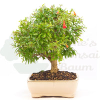 Granatapfel 'Punica granatum'