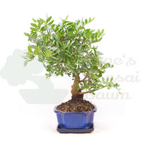 Pistazie 'Pistazie lentiscus'