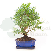 Pistazie 'Pistazie lentiscus'