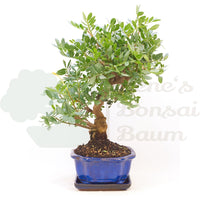 Pistazie 'Pistazie lentiscus'
