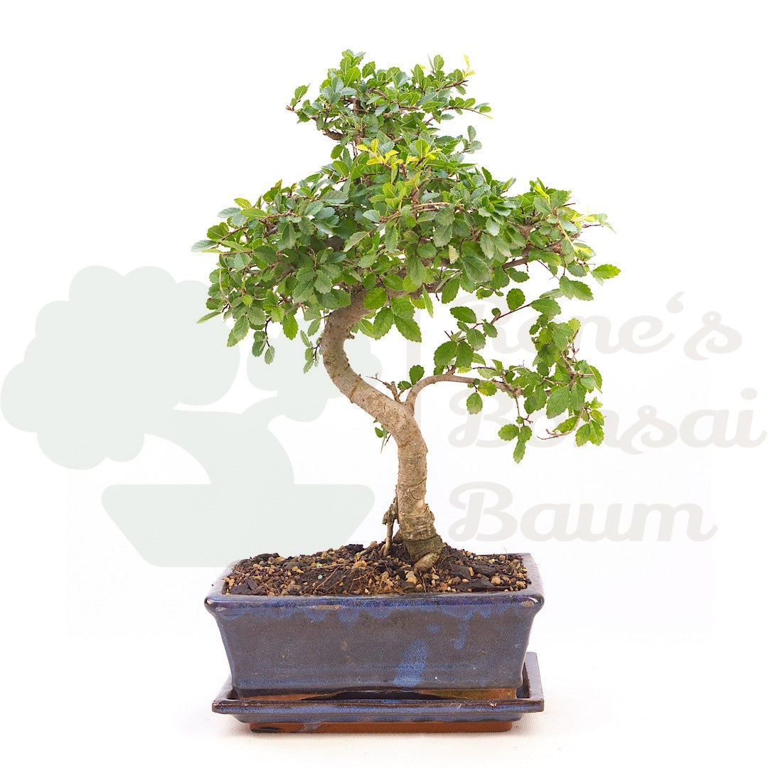 Chinesische Ulme 'Zelkova parvifolia '