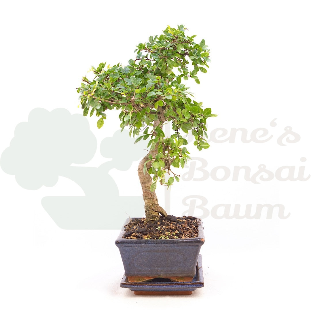 Chinesische Ulme 'Zelkova parvifolia '