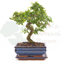 Chinesische Ulme 'Zelkova parvifolia'