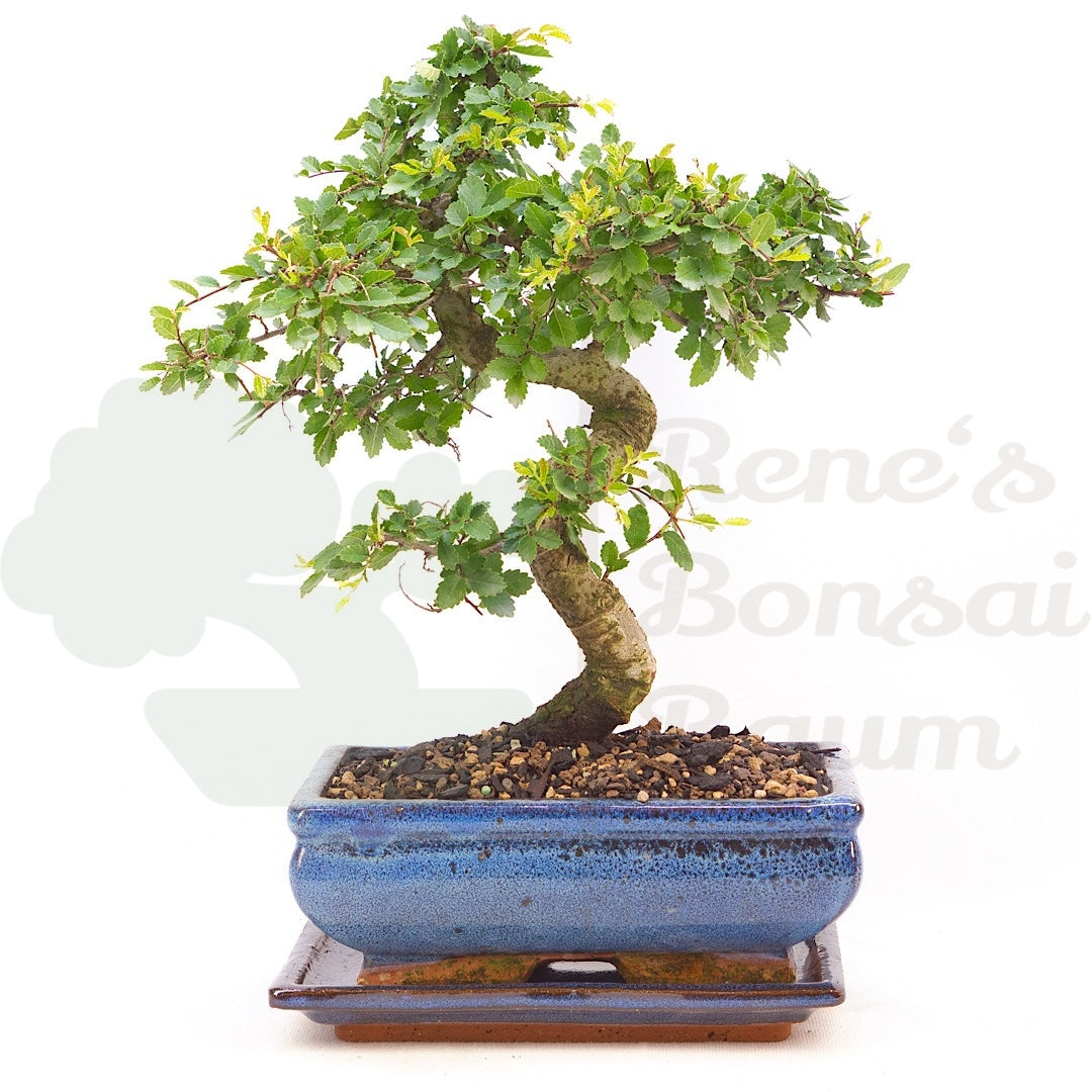 Chinesische Ulme 'Zelkova parvifolia'
