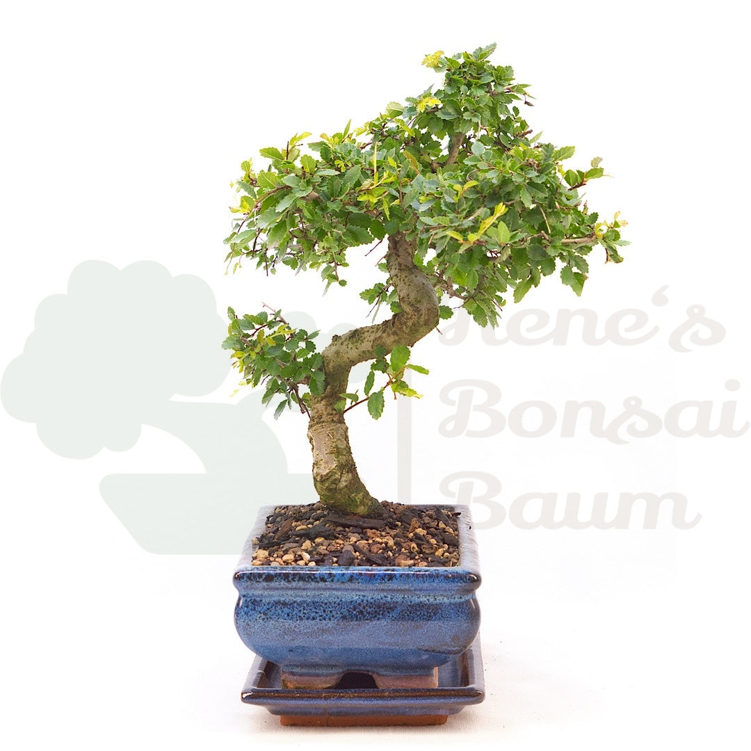 Chinesische Ulme 'Zelkova parvifolia'