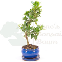 Bitterorange 'Citrus myrtifolia'
