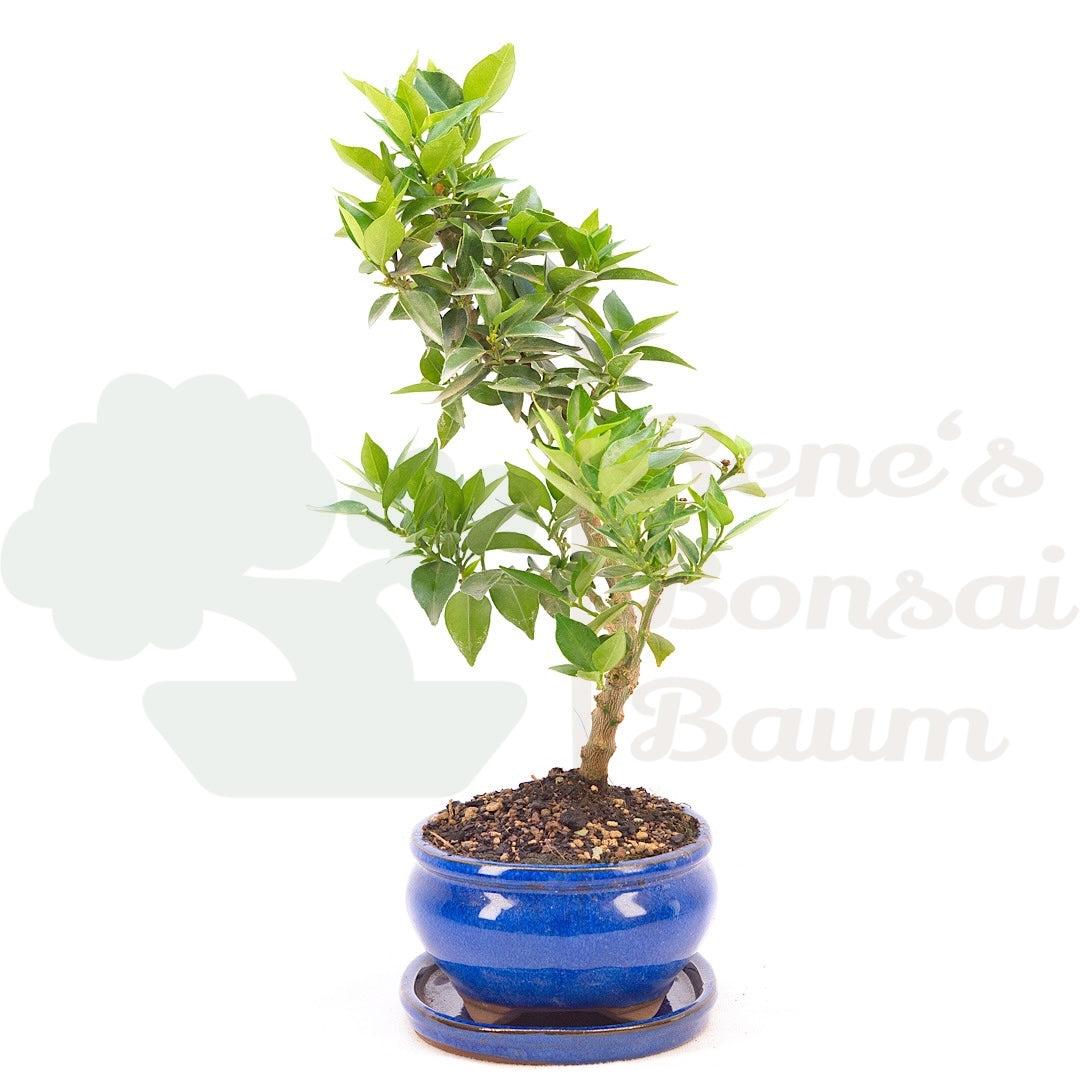 Bitterorange 'Citrus myrtifolia'
