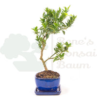 Bitterorange 'Citrus myrtifolia'