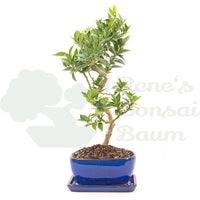 Bitterorange 'Citrus myrtifolia'