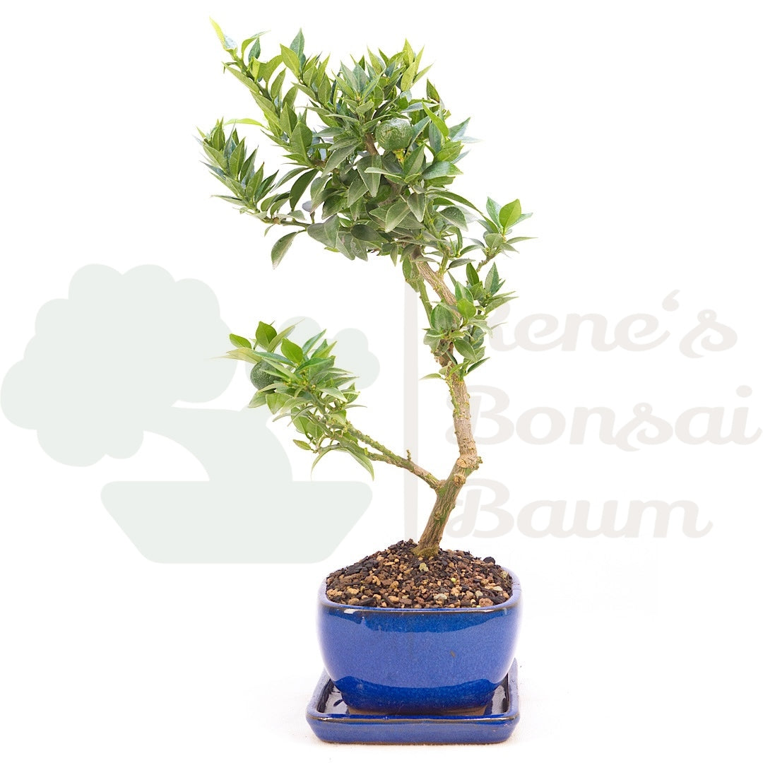 Bitterorange 'Citrus myrtifolia'