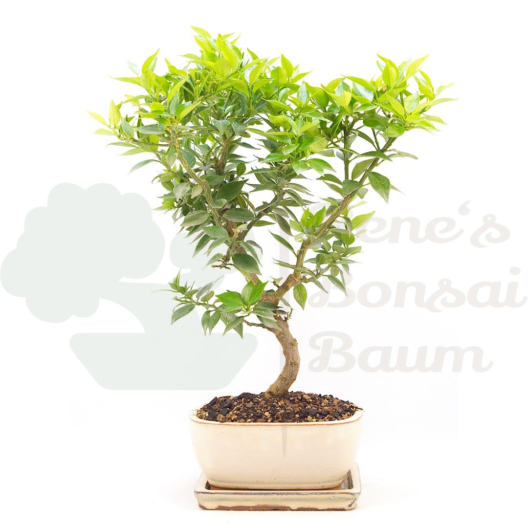 Bitterorange 'Citrus myrtifolia'