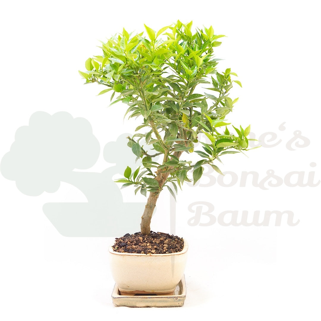 Bitterorange 'Citrus myrtifolia'