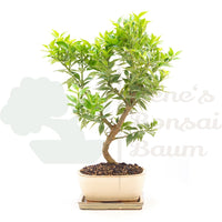 Bitterorange 'Citrus myrtifolia'