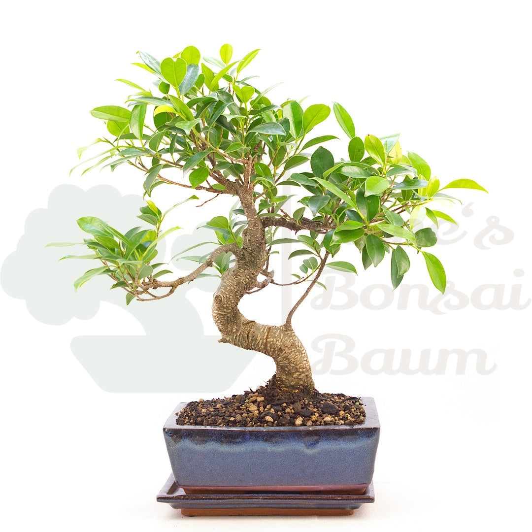 Chinesische Feige 'Ficus Retusa'