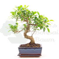 Chinesische Feige 'Ficus Retusa'