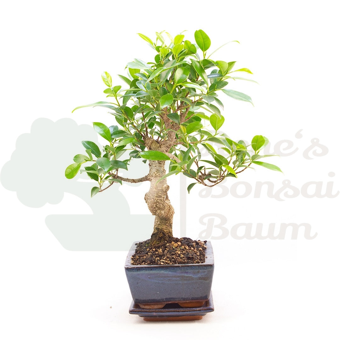 Chinesische Feige 'Ficus Retusa'