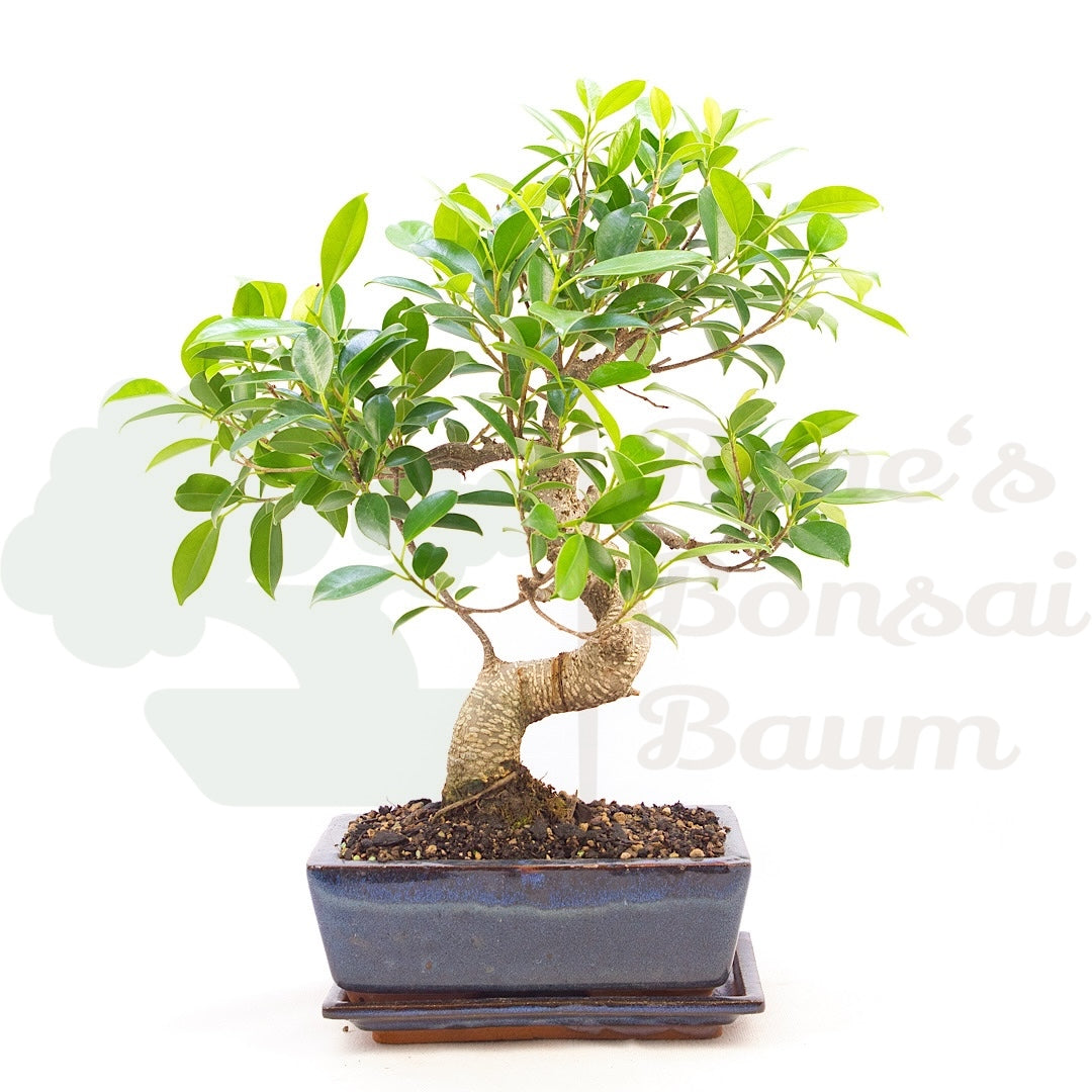 Chinesische Feige 'Ficus Retusa'