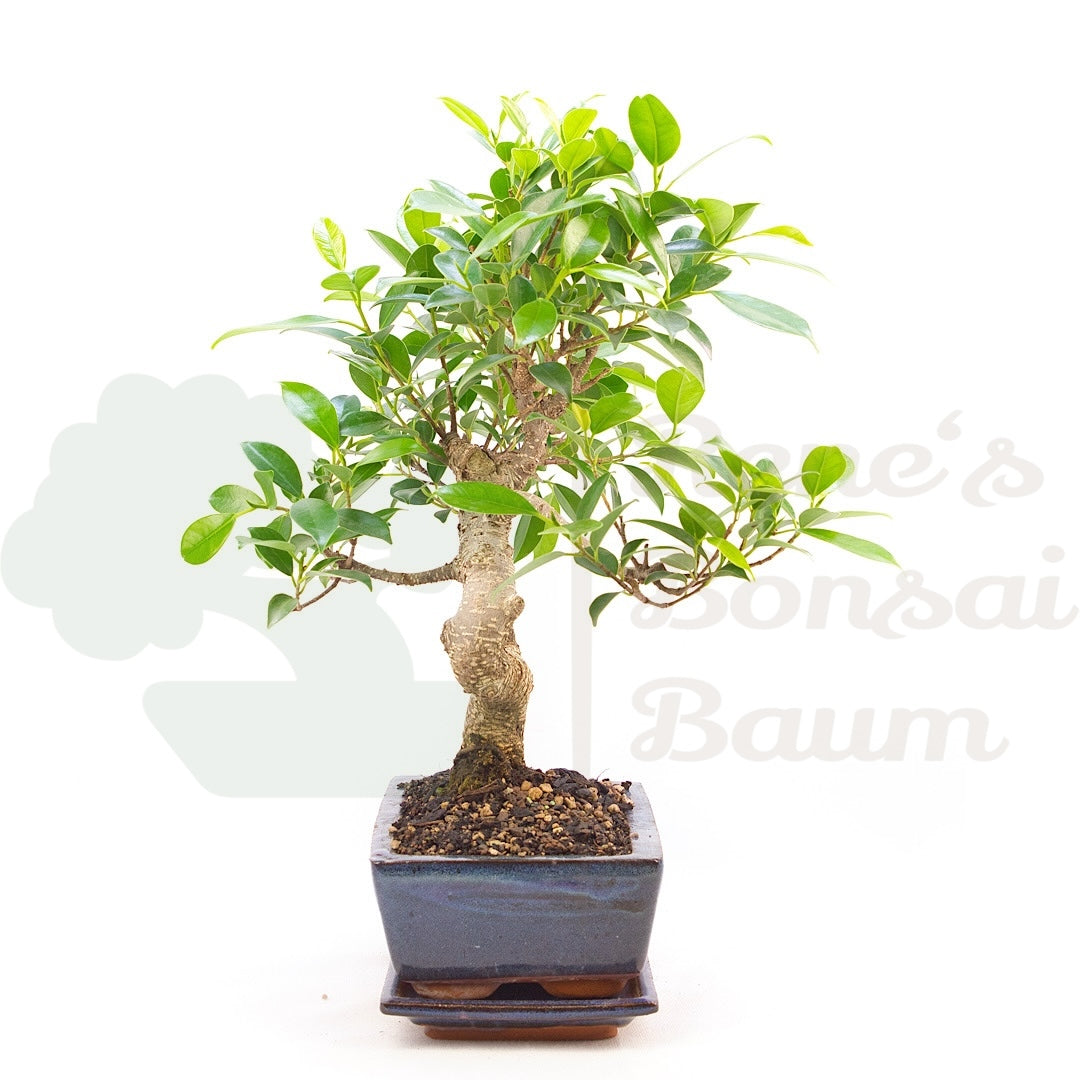 Chinesische Feige 'Ficus Retusa'