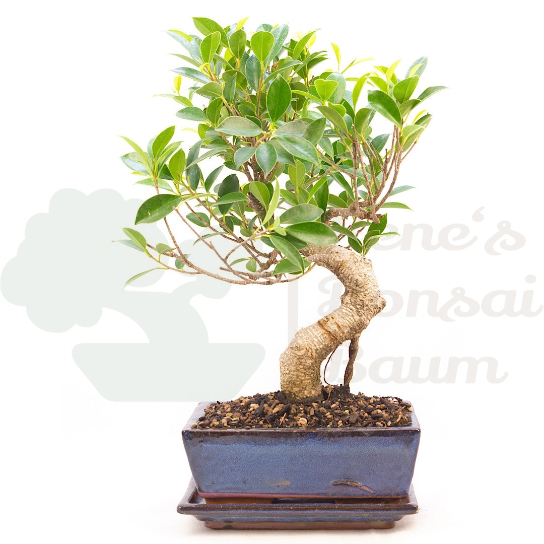 Chinesische Feige 'Ficus Retusa'