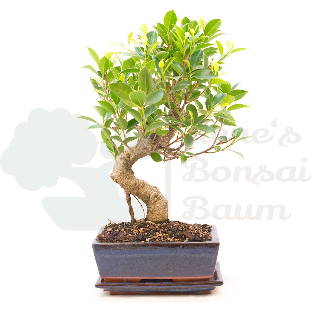 Chinesische Feige 'Ficus Retusa'