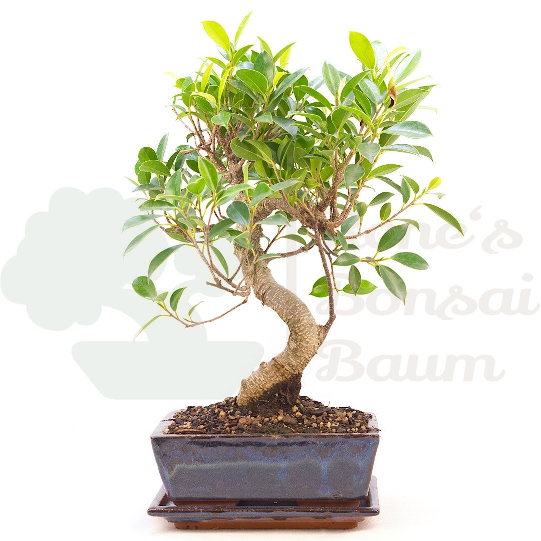 Chinesische Feige 'Ficus Retusa'