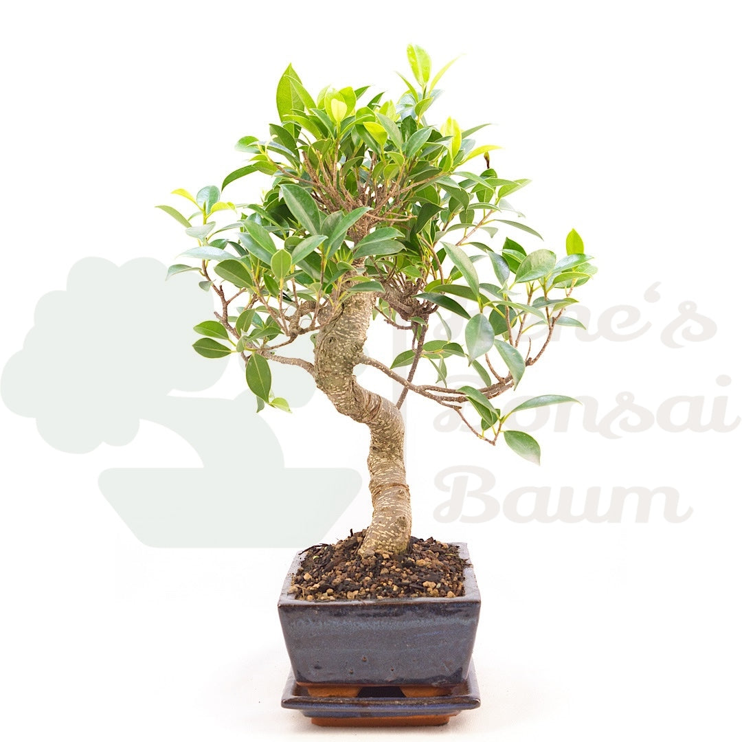 Chinesische Feige 'Ficus Retusa'