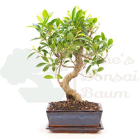 Chinesische Feige 'Ficus Retusa'