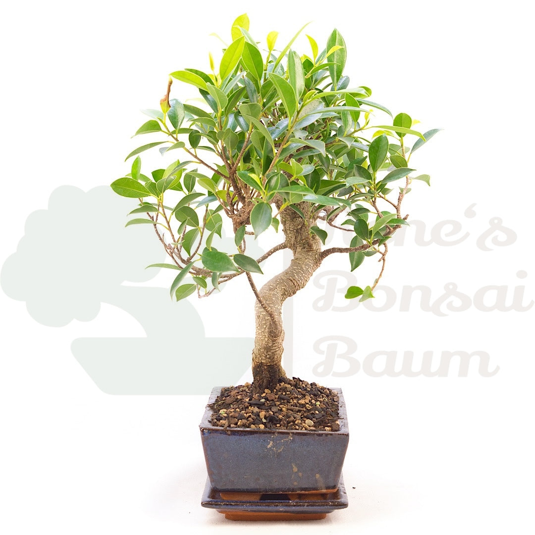 Chinesische Feige 'Ficus Retusa'