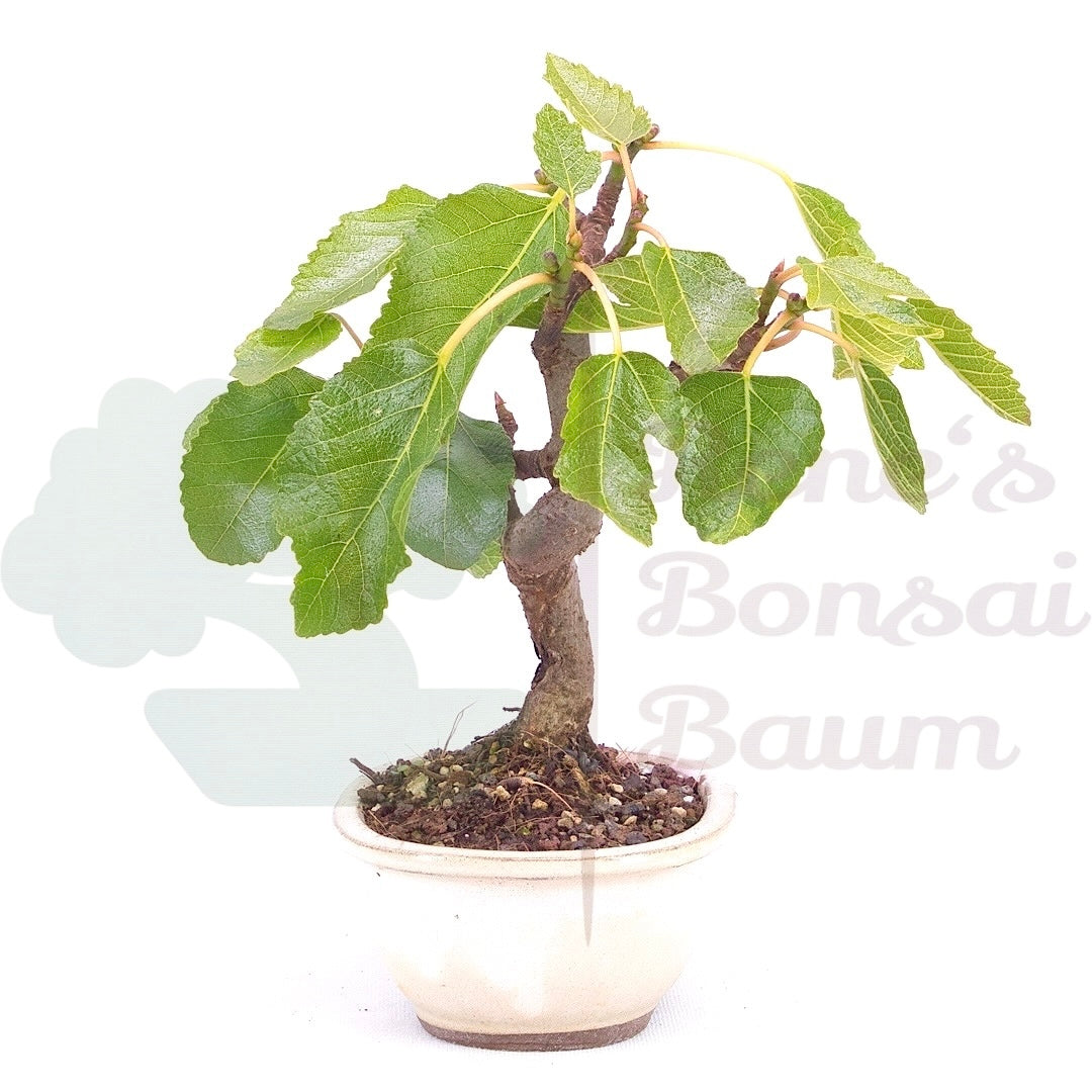 Essfeige 'Ficus carica'