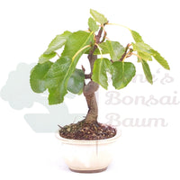 Essfeige 'Ficus carica'