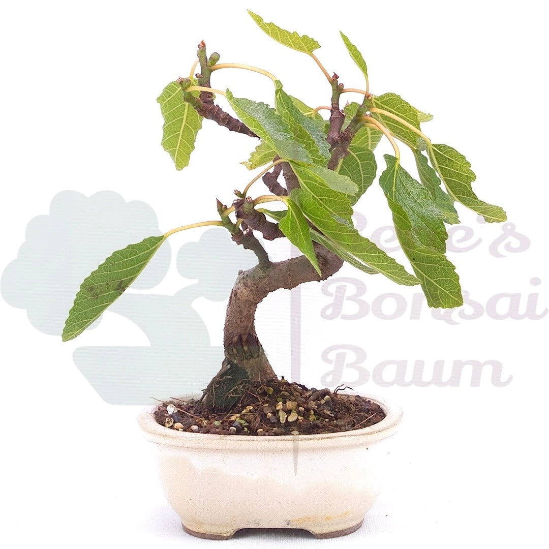 Essfeige 'Ficus carica'