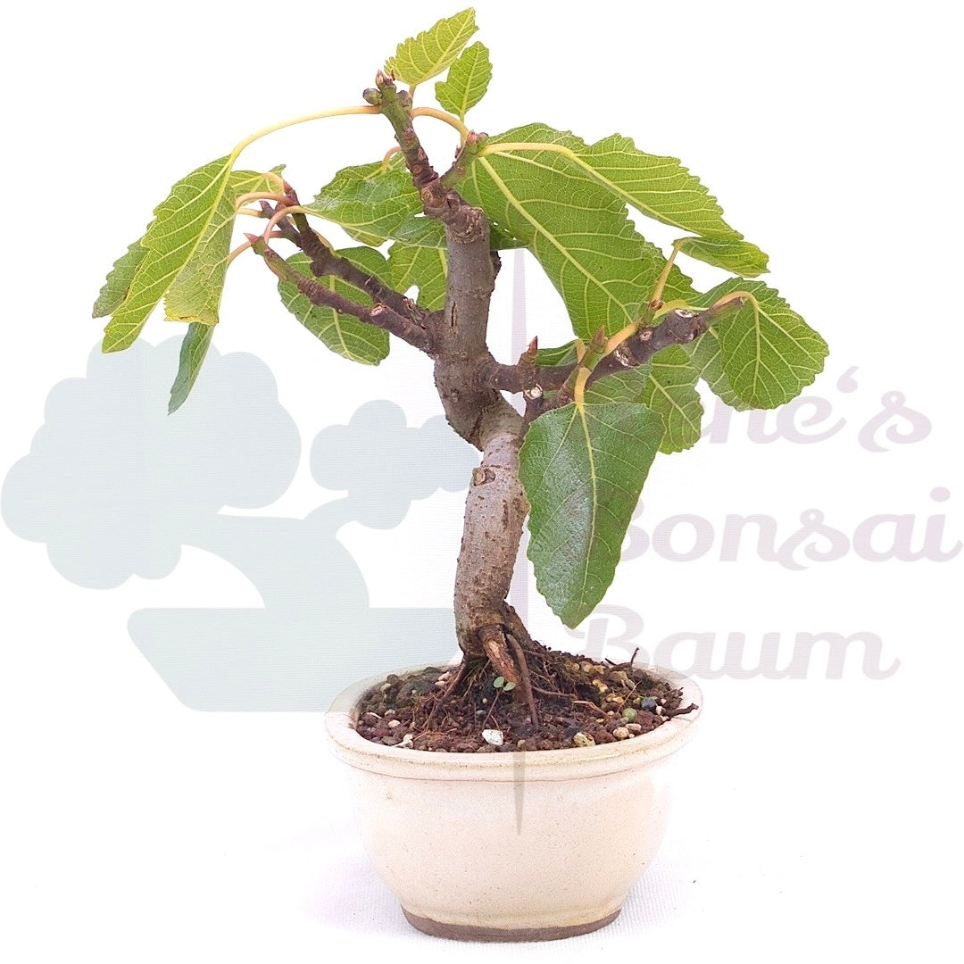 Essfeige 'Ficus carica'