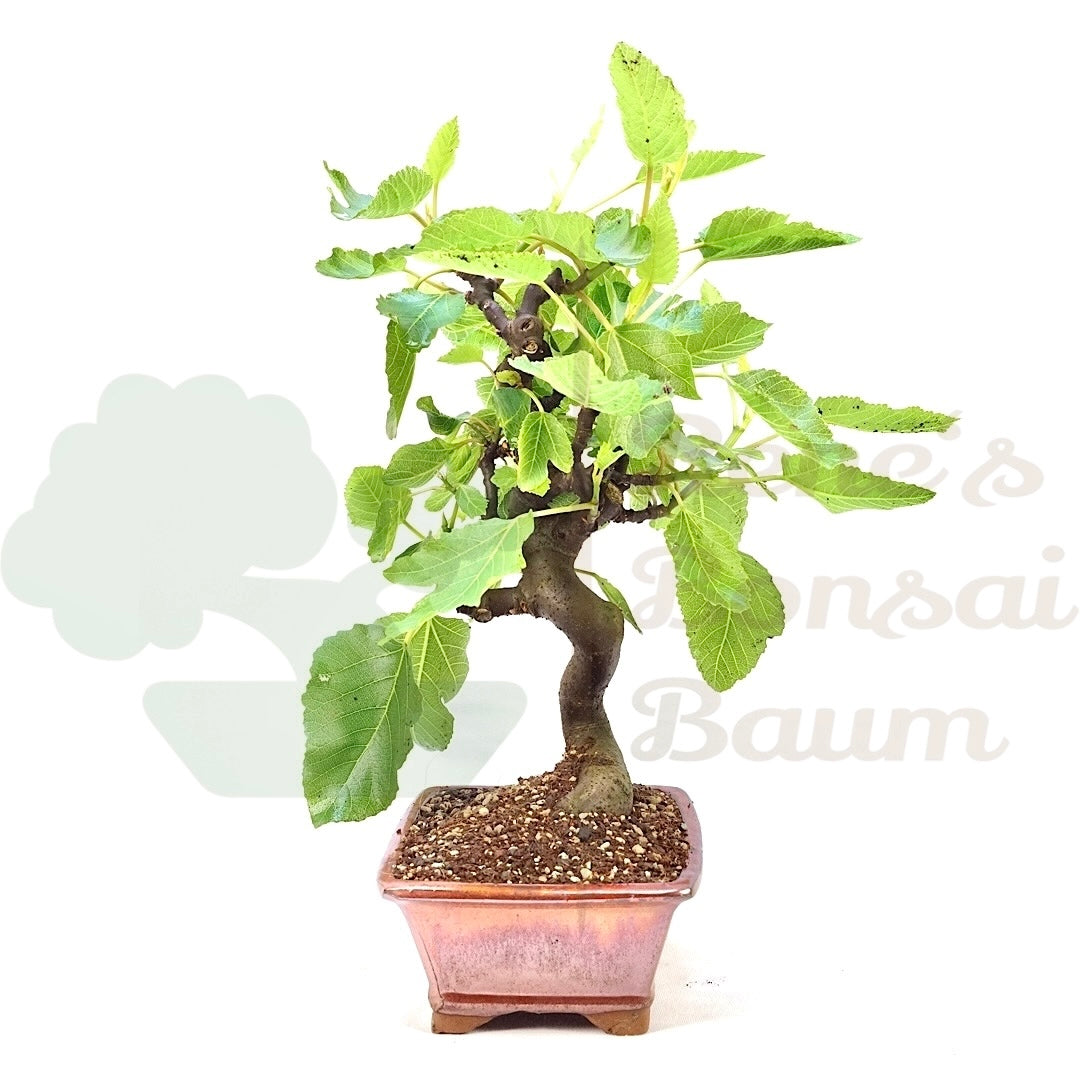 Essfeige 'Ficus carica'