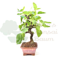 Essfeige 'Ficus carica'