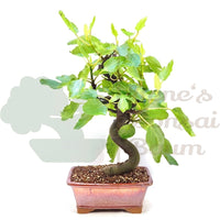 Essfeige 'Ficus carica'