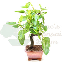 Essfeige 'Ficus carica'