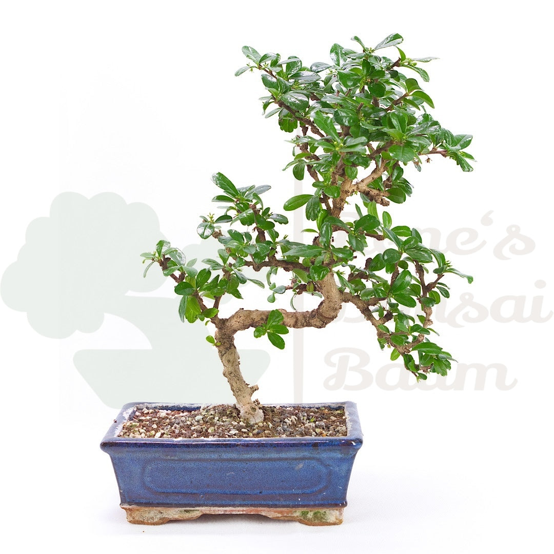 Fukien-Tee 'Carmona microphylla'