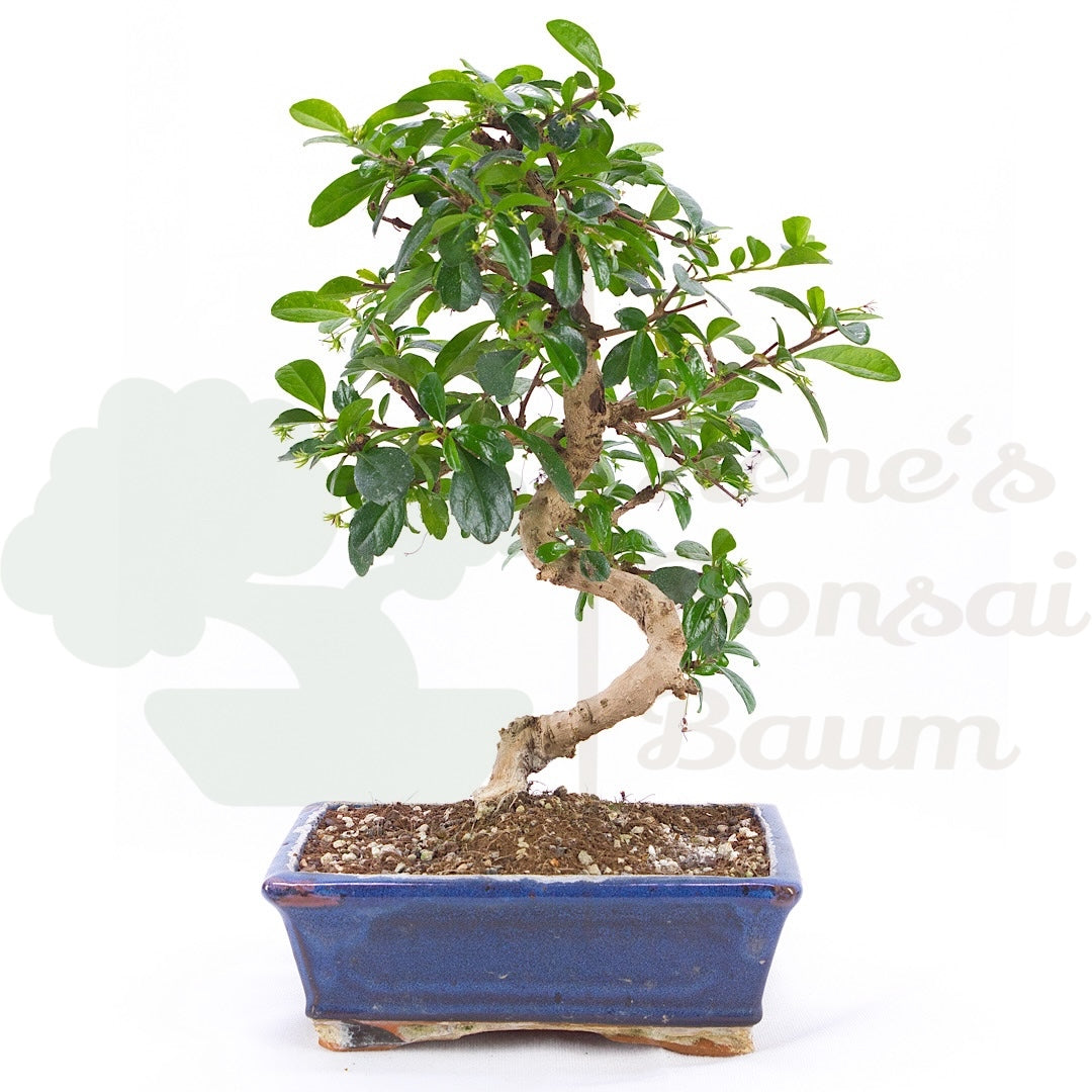 Fukien-Tee 'Carmona microphylla'