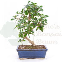 Fukien-Tee 'Carmona microphylla'