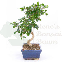 Fukien-Tee 'Carmona microphylla'
