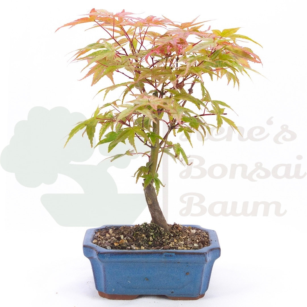 Fächer-Ahorn 'Acer palmatum 'Deshojo'