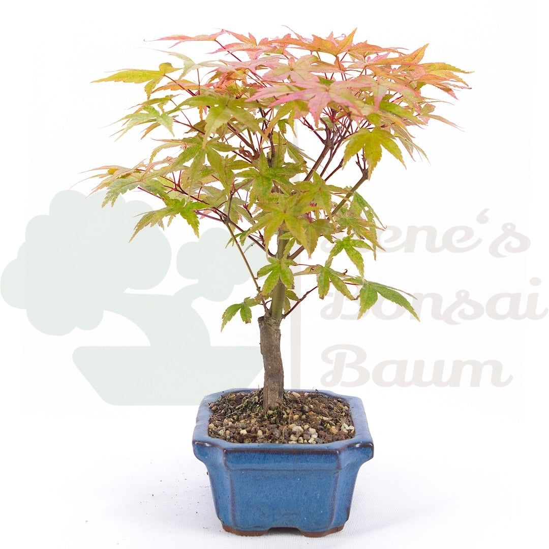 Fächer-Ahorn 'Acer palmatum 'Deshojo'