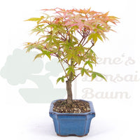 Fächer-Ahorn 'Acer palmatum 'Deshojo'