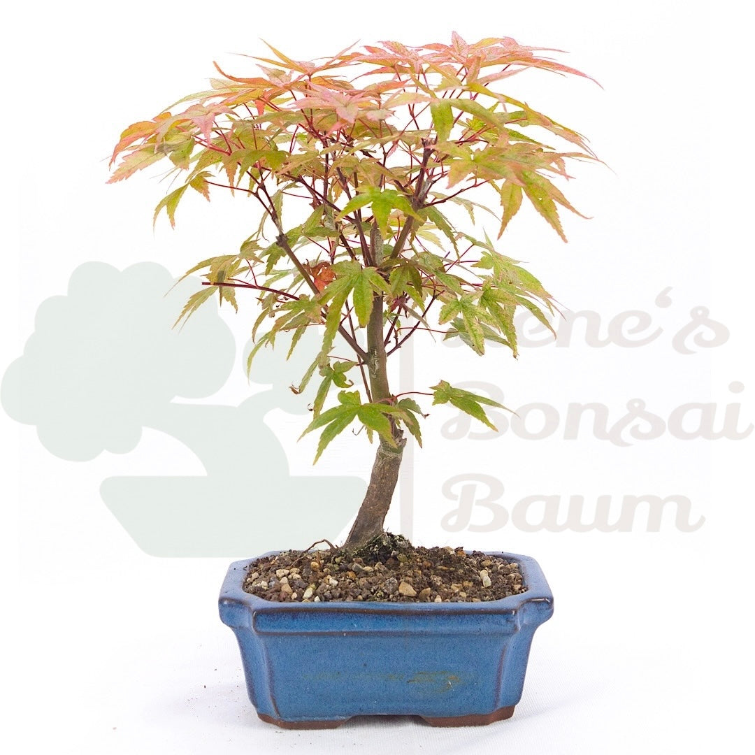 Fächer-Ahorn 'Acer palmatum 'Deshojo'