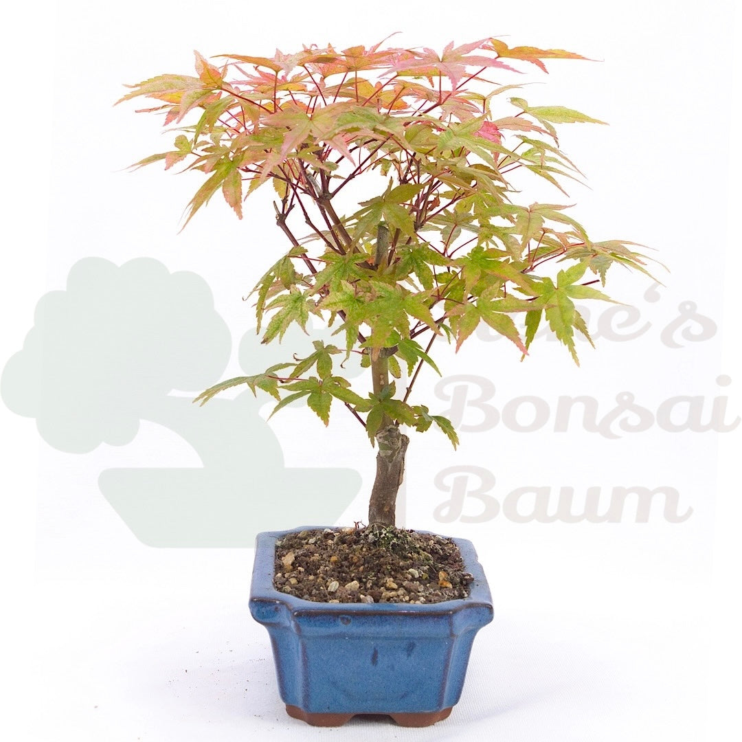 Fächer-Ahorn 'Acer palmatum 'Deshojo'