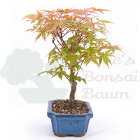 Fächer-Ahorn 'Acer palmatum 'Deshojo'